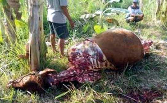Bangkai sapi yang ditinggalkan oleh pencuri. foto: surabayapost