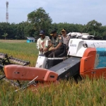 Dandim 0817 Gresik Letkol Kav. Widodo Pujianto saat menggerakkan mesin panen padi. foto: SYUHUD/ BANGSAONLINE