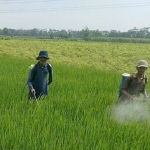 Petani saat menyemprot padi dengan pestisida fungisida.