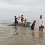 Hiu tutul yang terdampar di Pantai Dusun Bakong, Desa Batu Kerbuy, Kecamatan Pasean, Kabupaten Pamekasan. 