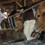 Kandang sapi milik Khoirul Amin. (foto: rony suhartomo/BANGSAONLINE)