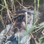 Kerangka mayat yang ditemukan warga di kebun jagung.