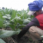 Seorang petani tengah memanen tembakau.