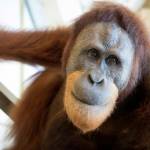 Rocky, orangutan cerdas. foto: repro mirror.co.uk