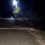 Ular sanca kembang (python reticulatus) sepanjang 7 meter melintasi jalan di Desa Tumbrasanom, Kecamatan Kedungadem, Kabupaten Bojonegoro