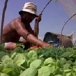 BAKAL BERKURANG-Seorang petani tengah merawat tanaman tembakau, di Bojonegoro, Minggu (18/5/2014). foto : eky nurhadi/BangsaOnline