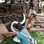 Petugas saat berupaya mengamankan ular sanca.