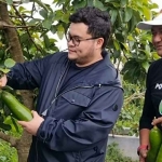 Bupati Kediri, Hanindhito Himawan Pramana, didampingi Agus Joko Susilo saat memetik alpukat kelud. Foto: Ist