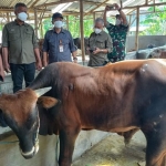 Kermater Sterad Mabes TNI, Letkol Czi Adang Punama, dan rombongan saat meninjau Desa Korporasi Sapi di Desa Tales, Kecamatan Ngadiluwih, Kabupaten Kediri. Foto: Ist 