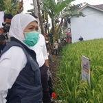 Gubernur Jatim Khofifah melihat sawah di Desa Semanding yang ditanami padi varietas super.