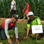 Adm KPH Tuban, Tulus Budyadi, saat melakukan penanaman bibit pohon.