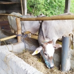 Sapi bantuan parpol di kandang milik Suroto.