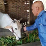 Kuzaini di kandang sapinya di Dusun Nanggalan, Desa Watugaluh, Kecamatan Diwek, Jombang. foto: Aan Amrullah/ bangsaonline.com