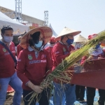 Direktur Pemasaran Petrokimia Gresik, Digna Jatiningsih Mengikuti Panen Raya Padi Hasil Aplikasi Pupuk NPK Phonska Plus Bersama Wali Kota Madiun dan DPR RI. foto: ist.