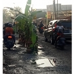 Pohon pisang yang ditanam warga di Jalan Raya Grogol, Desa Laban, Kecamatan Menganti. Foto: Ist. 
