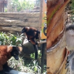 Beberapa spesies Lemur yang ada di Lemur Kingdom Batu Secret Zoo, Kota Batu.