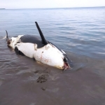 Ikan paus orca yang mati terdampar di Pantai Bangsring, Banyuwangi.