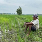 Seorang petani di Bojonegoro sedang memandangi padi yang baru ditanamnya.