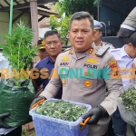 Kapolres Jombang, AKBP Ardi Kurniawan, di lokasi penanaman ganja. Foto: AAN AMRULLOH/BANGSAONLINE