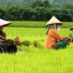 Ibu-ibu sedang daut (mencabut) padi untuk ditanam songsong musim tanam.foto: syuhud/bangsaonline.