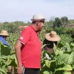 Bupati Sumenep Achmad Fauzi melihat para petani tembakau sedang bekerja.