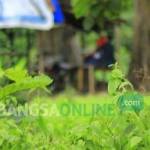 RINDANG: Tampak salah satu pasangan pemuda sedang mesum di bawah pohon sekitar obyek wisata Taman Tirwana, di Kecamatan Dander, Bojonegoro. foto: eky nurhadi/ BANGSAONLINE