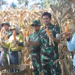 Satgas TMMD saat panen raya jagung bersama petani setempat. Foto: Ist. 