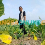 Ketua DPC HKTI Kabupaten Probolinggo, Agus Salehuddin, saat meninjau tanaman di Kecamatan Gading. Foto: ANDI SIRAJUDIN/BANGSAONLINE
