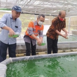 SVP Sustainability Office SIG, Oepoyo Prakoso (kanan), General Manager SBI Pabrik Cilacap, Istifaul Amin (tengah), dan Direktur Center Of Excellence for Microalgae Biorefinery Pusat Studi Energi UGM, Arief Budiman (kiri), saat menabur benih mikroalga. Foto: Ist