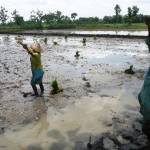 Kasri dan empat orang temannya tengah sibuk menarik dan membentangkan seutas tali di tengah sawah di Desa Bonorejo, Kecamatan Gayam, Bojonegoro. Foto: Eky Nurhadi/BangsaOnline.com