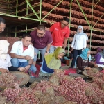 Dirut PG, Rahmad Pribadi (ke-3 dari kiri) meninjau langsung hasil panen bawang di Kab Brebes. foto: ist