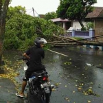 Pohon tumbang di Jl Dr. Soetomo, saat diterjang puting beliung. 