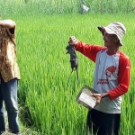 Petani diberi pelatihan tentang cara pemasangan racun tikus di lahan pertanian.
