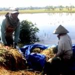 PANEN DINI: Tampak sebagian petani di bantararan Sungai Bengawan Solo, Bojonegoro melakukan panen dini lantaran padi mereka terendam air banjir. Foto: Eky Nurhadi/BANGSAONLINE