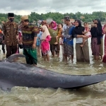 Ikan paus yang terdampar di pesisir Modung Bangkalan Madura jadi tontonan masyarakat sekitar. Tampak KH Muchlis Muhsin bersama camat dan aparat keamamanan serta masyarakat setempat. foto: ist/ bangsaonline.com