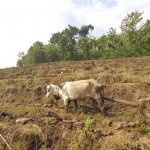 Suparno, saat membajak sawah dengan sapinya. 

