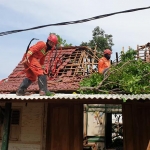 Petugas BPBD sedang berupaya mengevakuasi pohon yang roboh menimpa rumah.