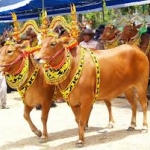 Tampilan sapi sonok. foto: Tari/ BANGSAONLINE