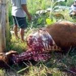 Bangkai sapi yang ditinggalkan oleh pencuri. foto: surabayapost