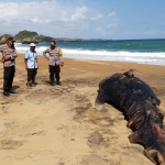 Kondisi hiu paus yang ditemukan terdampar di Pantai Jebring, Blitar.