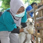 Petugas sedang memantau kesehatan hewan.