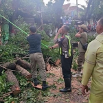 Petugas dari Polres Mojokerto Kota saat mengevakuasi pohon tumbang.