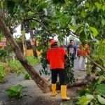 Salah satu pohon yang tumbang di wilayah Kecamatan Jogoroto. Foto: AAN AMRULLOH/ BANGSAONLINE