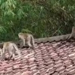 Kawanan monyet liar ekor panjang saat berada di atas genteng rumah warga di Kelurahan Sukorame, Kota Kediri. Foto: Ist.