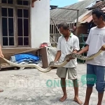 Warga menunjukkan ular piton yang berhasil ditangkap.