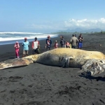 Ikan Paus Sepanjang 11 meter mati membusuk dan terdampar di pantai Bambang, Lumajang.