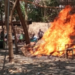 Petugas gabungan memusnahkan sarana judi sabung ayam di Desa Jeruk Legi dengan cara dibakar.