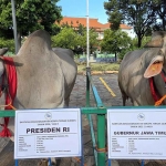 Kurban milik Presiden Prabowo dan Gubernur Khofifah.