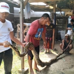 Piton sepanjang 5 meter yang diamankan warga Pandaan, Kabupaten Pasuruan, dari gudang kosong.