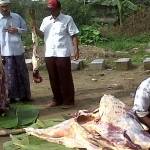 Ra Imam memenuhi nadzarnya dengan menyembelih sapi ketika Fuad Amin ditangkap KPK. Tampak Ra Imam berdiri (tengah) menyaksikan pekerja yang sedang memotong daging sapi. Foto: okezone 